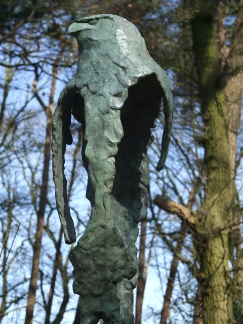 Buizerd.JPG