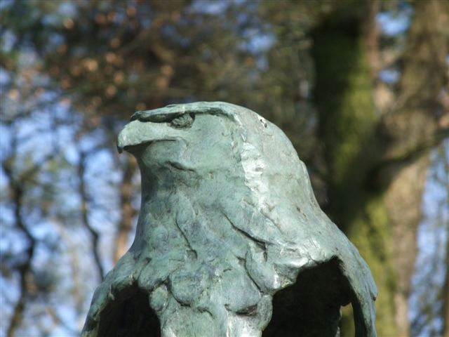 Buizerd (kop).JPG