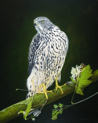 Havik op boomtak (50 x 40cm).jpg