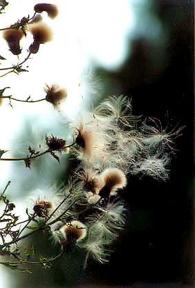 Pluis.jpg