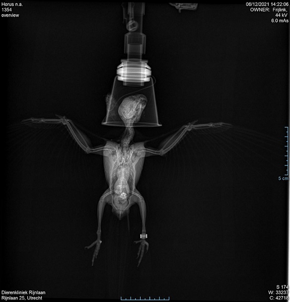 Röntgenfoto Horus