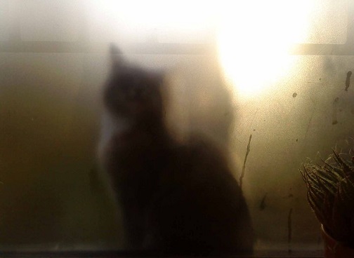 Lotje achter ons beslagen keukenraam