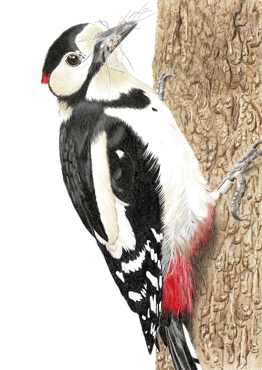 Grote Bonte Specht - Hanneke Messelink-Anders