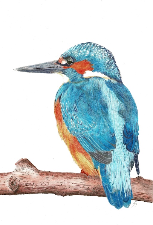 IJsvogel op stam - Hanneke Messelink-Anders