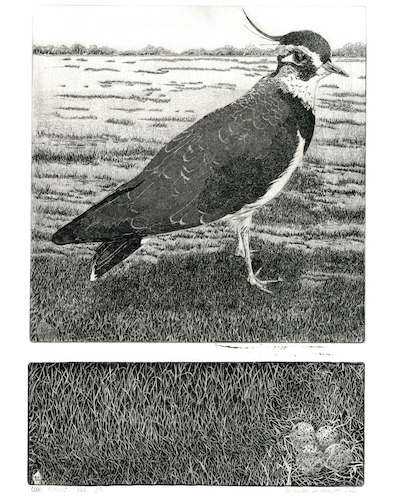 Kievit - Marian Vergouwen