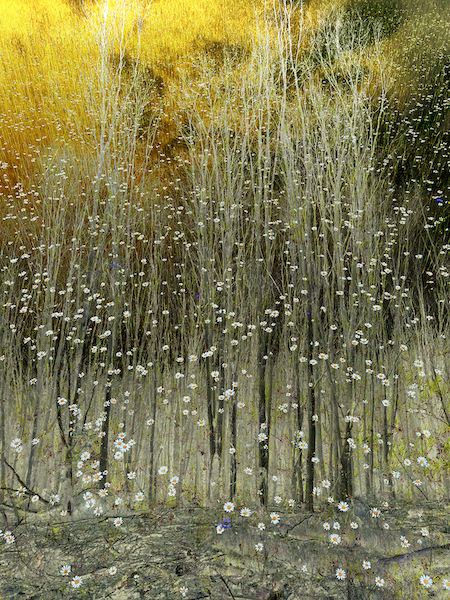 Into the woods - Van Lieshout VI